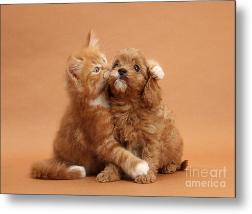 Animal Metal Print featuring the photograph Puppy And Kitten #8 by Mark Taylor