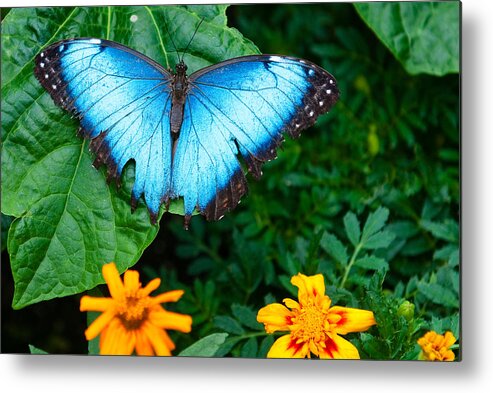 Blue Butterfly Metal Print featuring the photograph A Large Blue Butterfly by Dennis Dame