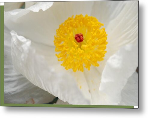 Yellow Metal Print featuring the photograph A Macro of a White Mexican Poppy Flower by Jennifer Holcombe