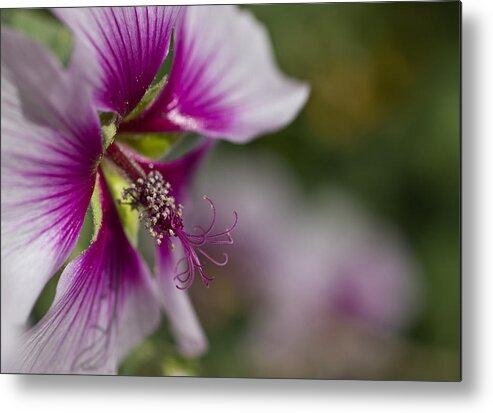 Hibiscus Metal Print featuring the photograph A Point of View by Dorothy Cunningham