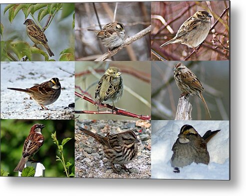 Sparrow Metal Print featuring the photograph A Study in Sparrows by Joe Faherty