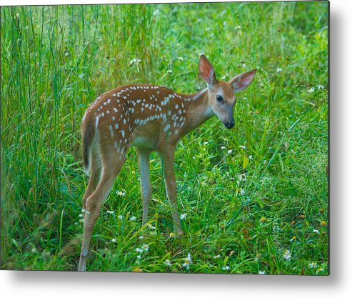 Daisies Metal Print featuring the photograph A young fawn 8292 2801 by Michael Peychich