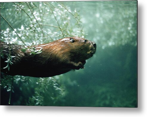 Mp Metal Print featuring the photograph American Beaver Castor Canadensis by Konrad Wothe