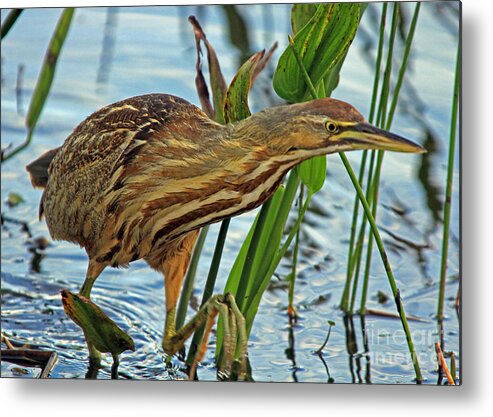 Bittern Metal Print featuring the photograph American Bittern by Larry Nieland