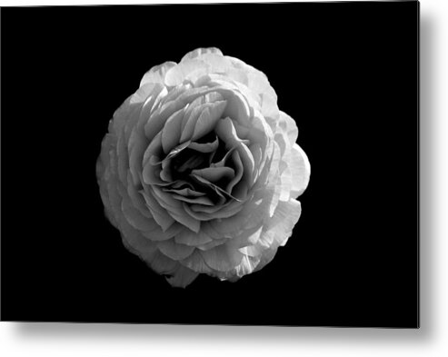 Rose Metal Print featuring the painting An English Rose by Sumit Mehndiratta