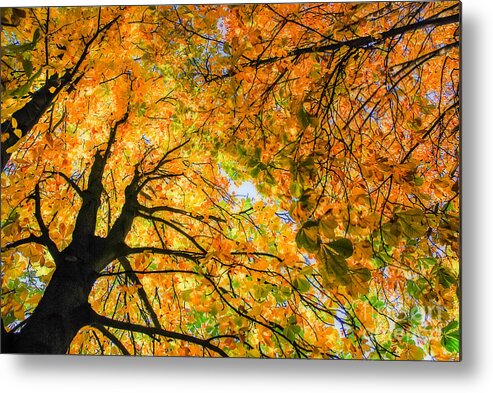 Orange Metal Print featuring the photograph Autumn Sky by Hannes Cmarits