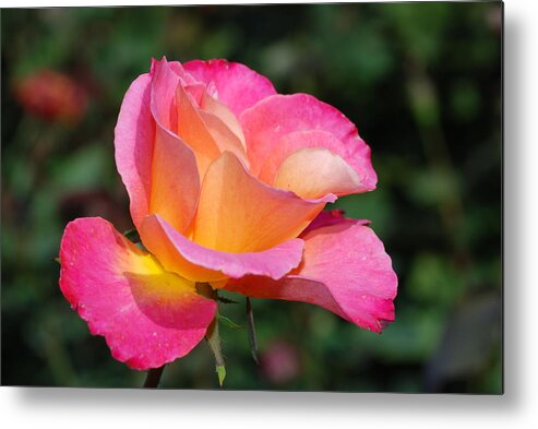 Baby Rose Metal Print featuring the painting Baby Rose by Don Wright