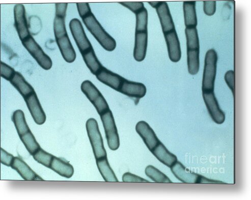 Bacillus Megaterium Metal Print featuring the photograph Bacillus Megaterium by ASM/Science Source