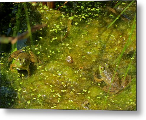 Frog Metal Print featuring the photograph Back and Forth by Azthet Photography