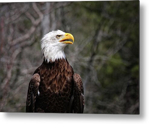 Sandra Anderson Metal Print featuring the photograph Bald Eagle by Sandra Anderson