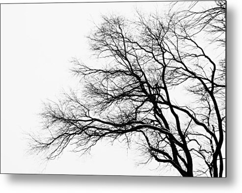 Photography Metal Print featuring the photograph Bare Tree Silhouette by Larry Ricker