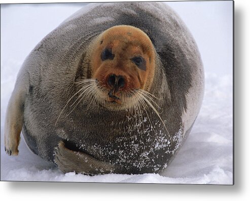 Mp Metal Print featuring the photograph Bearded Seal Erignathus Barbatus Adult by Flip Nicklin