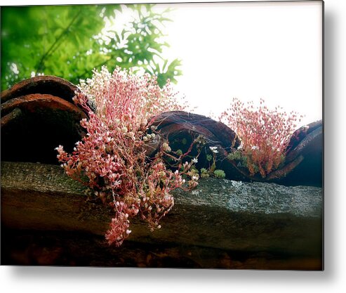 Weeds Metal Print featuring the photograph Beneath the tiles by HweeYen Ong