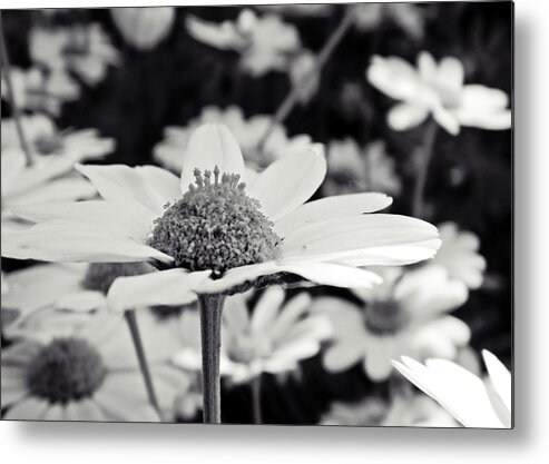 Daisy Metal Print featuring the photograph Black and White by Sharon Lisa Clarke