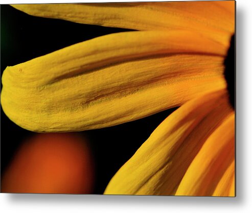 Flower Metal Print featuring the photograph Black eyed Susan petal by Bill Dodsworth