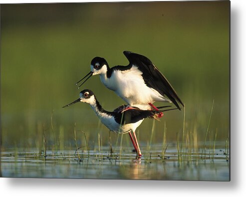00171647 Metal Print featuring the photograph Black Necked Stilt Couple Mating North by Tim Fitzharris