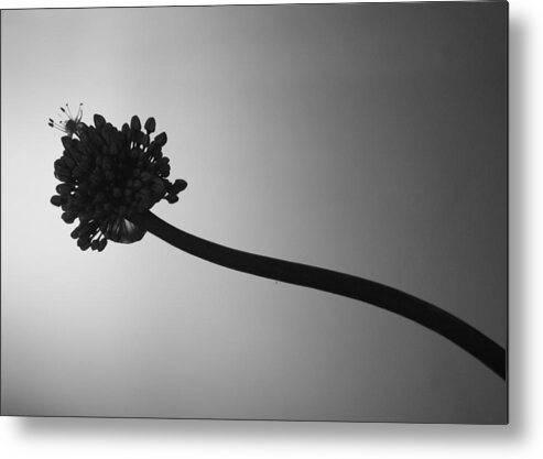 Flower. Bulb Metal Print featuring the photograph Blooming by Ellery Russell