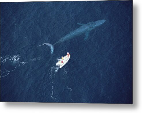 00045067 Metal Print featuring the photograph Blue Whale With Research Boat Santa by Flip Nicklin