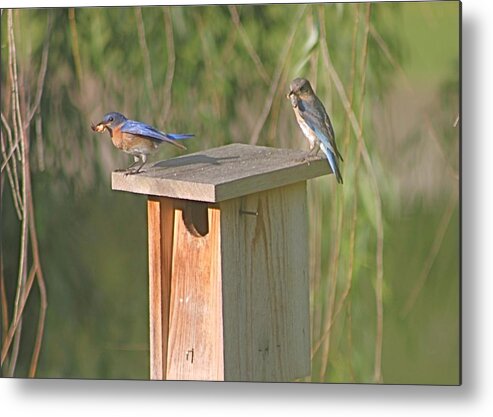 Bluebirds Metal Print featuring the photograph Bluebird Snack Time by Jeanne Juhos