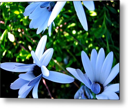Flowers Metal Print featuring the photograph Bluey Twinkles by HweeYen Ong