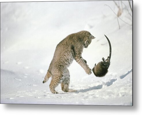 Mp Metal Print featuring the photograph Bobcat Lynx Rufus Hunting Muskrat by Michael Quinton