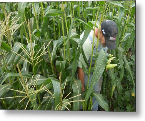 Corn Metal Print featuring the photograph Bountiful Blessings Old Farmers Never Retire They Just Grow Away by Diannah Lynch