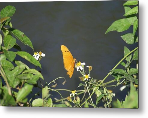Butterfly Metal Print featuring the photograph Butterfly by Jerry Cahill