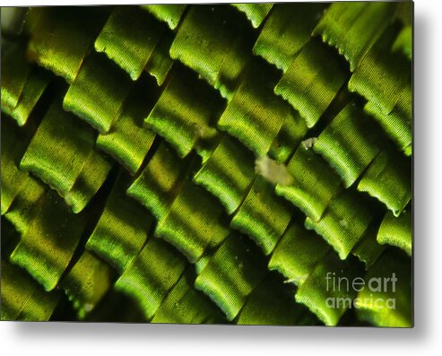 Fauna Metal Print featuring the photograph Butterfly Wing Scales by Raul Gonzalez Perez