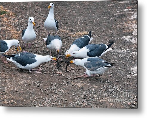 Seagull Metal Print featuring the photograph Can't We All Just Get Along by Eddie Yerkish