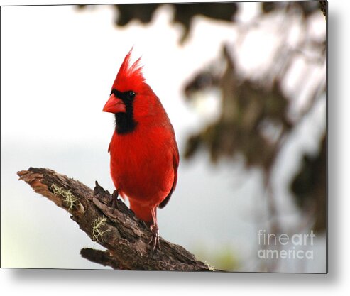 Red Northern Male Cardinal Metal Print featuring the photograph Cardinal in Hawaii by Johanne Peale