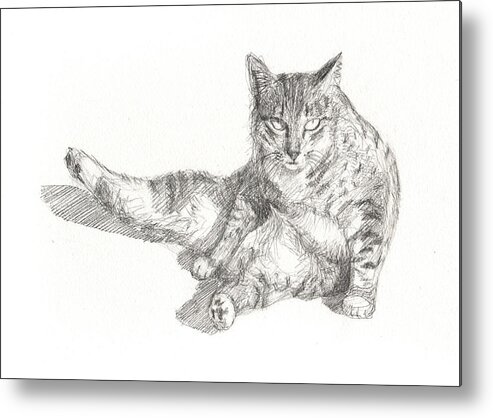 Cat Sitting Metal Print featuring the drawing Cat Sitting by Kazumi Whitemoon