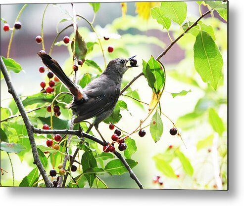 Image Of Catbird With Berry In Beak Metal Print featuring the photograph Catbird with Berry II by Mary McAvoy