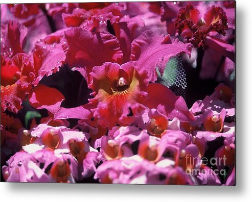 Nature Metal Print featuring the photograph Celebration Too by Alcina Morello