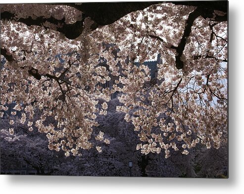 Cherry Blossoms Metal Print featuring the photograph Cherry Blossoms by Jerry Cahill