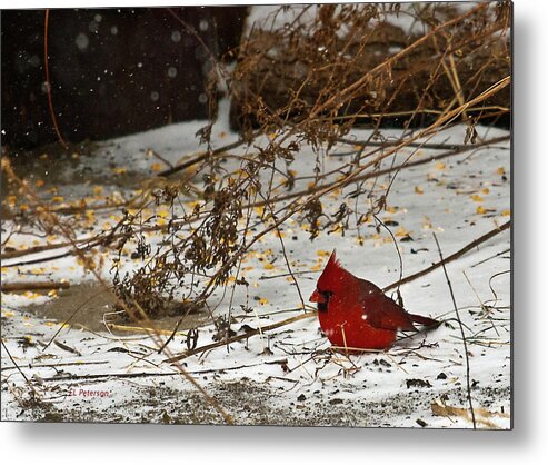 Northern Cardinal Metal Print featuring the photograph Christmas CardinalThe by Ed Peterson