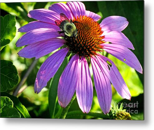 Royal Metal Print featuring the photograph Cone Bee by Nava Thompson