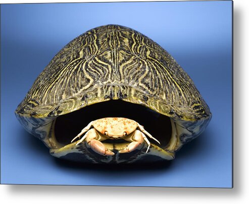 Horizontal Metal Print featuring the photograph Crab Inside Of Empty Turtle Shell by Jeffrey Hamilton