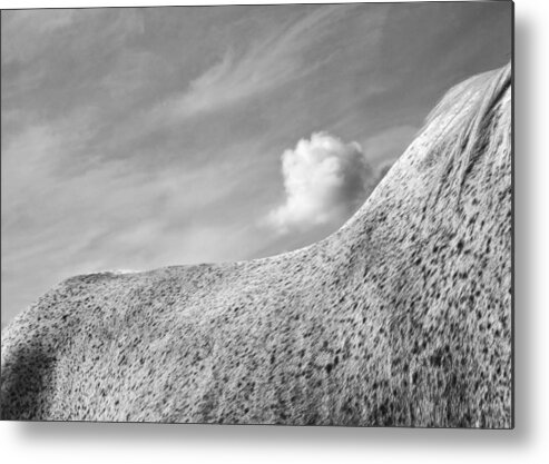 Horse Metal Print featuring the photograph Curves by M Kathleen Warren