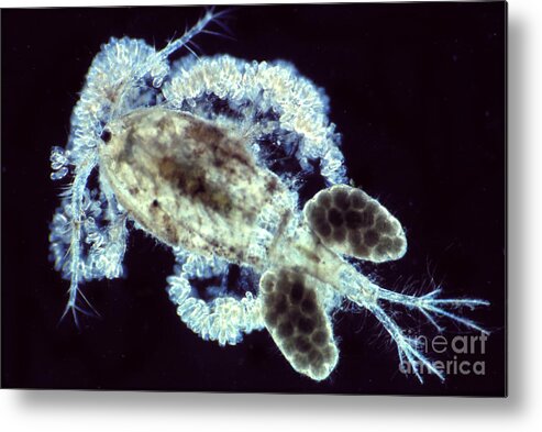 Light Microscopy Metal Print featuring the photograph Cyclops And Epistylis by M. I. Walker