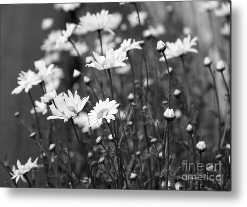 Daisy Metal Print featuring the photograph Daisies in black ane white by Yumi Johnson