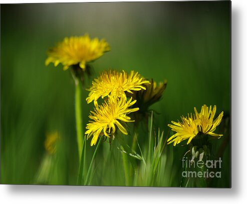 Photograph Metal Print featuring the photograph Dandelion Magic by Vicki Pelham