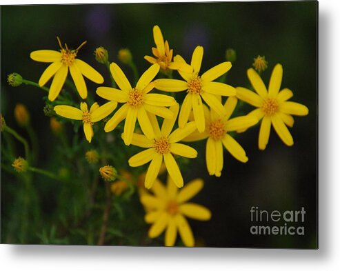Flowers Metal Print featuring the photograph Dbg 041012-0281 by Tam Ryan