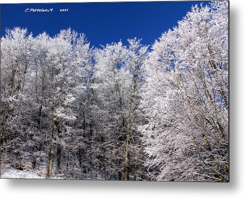 December Metal Print featuring the photograph December Day by Carolyn Postelwait