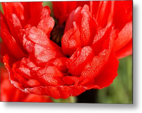 Red Metal Print featuring the photograph Dewdrops by Fotosas Photography