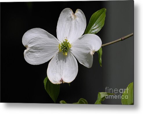 Springtime Metal Print featuring the photograph Dogwood Bloom by Randy Bodkins
