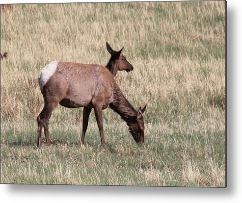 Elk Metal Print featuring the photograph Double Vision by Shane Bechler