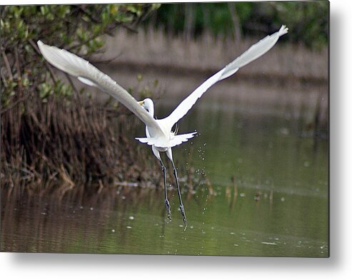 Egret Metal Print featuring the photograph Egret in Flight by Joe Faherty