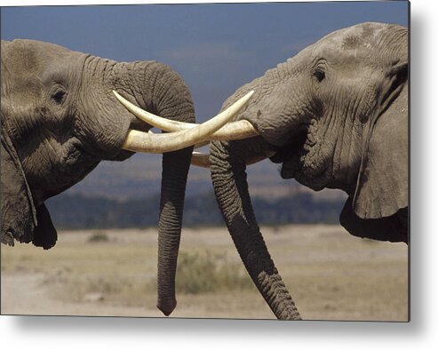 002201029 Metal Print featuring the photograph Elephant Bulls in Ritual Greeting by Gerry Ellis