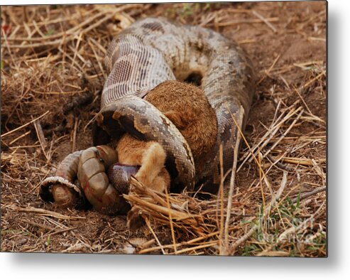 Serpent Metal Print featuring the photograph Entrapped by Fotosas Photography