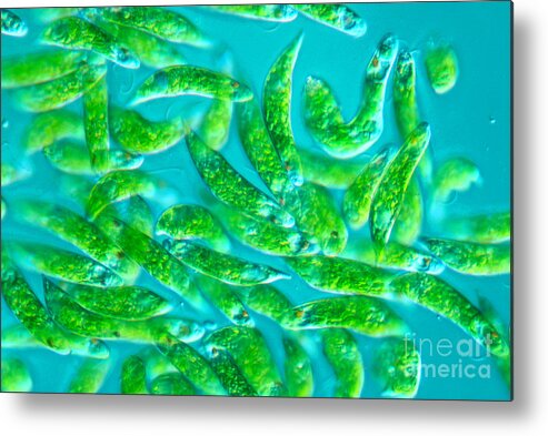 Magnified Metal Print featuring the photograph Euglena Sp by M. I. Walker